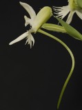 Pecteilis susannae. Flower side-view.