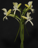 Pecteilis susannae. Spike.