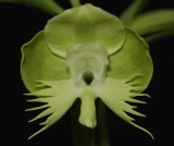 Pecteilis susannae. Opening flower.