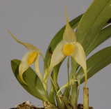 Bulbophyllum ankylochele.