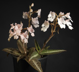Habenaria carnea.