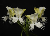Pecteilis susannae. Good clone.