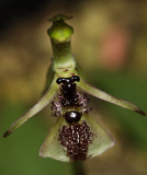Chiloglottis truncata. Close-up front