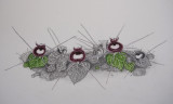 Corybas pictus. Painting.