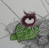 Corybas pictus. Painting close-up