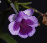 Ponerorchis graminifolia 9