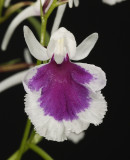 Ponerorchis graminifolia 16