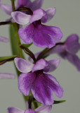 Ponerorchis graminifolia 21 Close-up