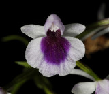 Ponerorchis graminifolia 24