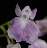 Ponerorchis graminifolia 34