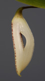 Zootrophion oblongifolius. Close-up.
