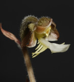 Anoectochilus sikkimensis, Close-up. (Plant courtesy of Jac. Wubben