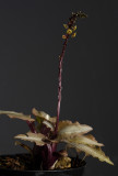 Crepidium lowii. (Plant courtesy of Jac Wubben)