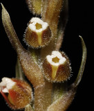Goodyera hispida flowers close-up. (Plant courtesy of Jac Wubben)