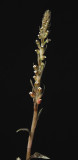 Goodyera hispida spike. (Plant courtesy of Jac Wubben)