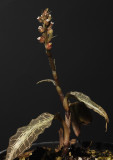 Goodyera hispida. (Plant courtesy of Jac Wubben)