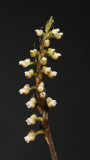 Goodyera reticulata. Closer. (Plant courtesy of Jac Wubben)