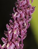 Crepidium punctatum close-up. (Plant courtesy of the Botanical gardens of Leiden)