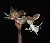Anoectochilus setaceus. (Plant courtesy of Jac Wubben)