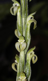 Sarcoglottis acaulis. (Plant photographed on show)