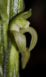 Sarcoglottis acaulis Close-up. (Plant photographed on show)