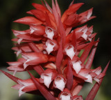 Stenorrhynchos speciosum. (Plant photographed on show)