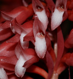 Stenorrhynchos speciosum. Close-up. (Plant photographed on show)