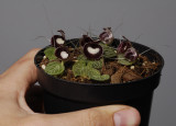 Coribas pictus. In hand.