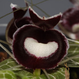 Corybas pictus. Close-up.