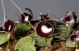 Corybas pictus. Closer.