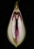 Zootrophion oblongifolius. Interior of flower.