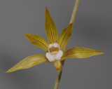 Tainia penangiana. (Plant courtesy of Jac Wubben)