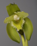 Ida reichenbachii. (Plant courtesy of Jac Wubben)