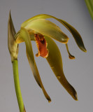 Ida grandis. (Plant courtesy of Jac Wubben)