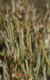 Cladonia gracilis.