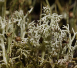 Cladonia arbuscula.