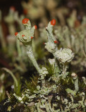 Cladonia coccifera.