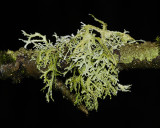 Evernia prunastri