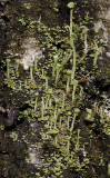 Cladonia chlorophaea.