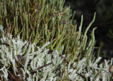 Two Cladonias. Front C. uncinialis and back C. gracilis.