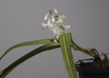 Calanthe angustifolia. (Plant courtesy of Jac Wubben)