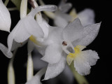 Calanthe angustifolia Close-up. (Plant courtesy of Jac Wubben)