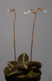 Anoectochilus setaceus plant. (Plant courtesy of Jac Wubben)