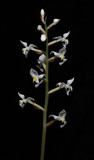 Ludisia discolor spike. (Plant courtesy of Jac. Wubben)