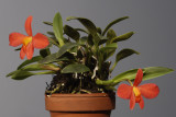 Cattleya acuensis.