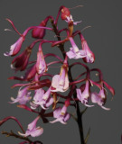 Epidendrum capricornu Closer.