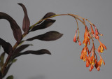 Epidendrum embreei.