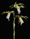 Phaius tankervilliae alba. (Plant courtesy of Jac. Wubben)