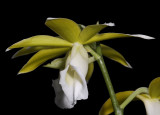 Phaius tankervilliae alba. Close-up. (Plant courtesy of Jac. Wubben)