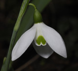 Galanthus elwesii var. monostictus #2. Close-up.
